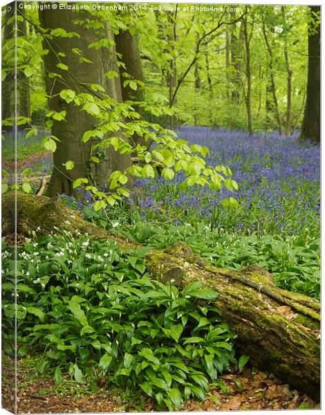 Bluebell Woodland in May  Canvas Print by Elizabeth Debenham