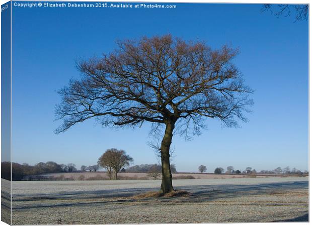  Oak in Hoar Frost with Blue Sky in the Chilterns Canvas Print by Elizabeth Debenham
