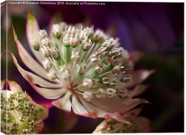  Astrantia on purple Canvas Print by Elizabeth Debenham