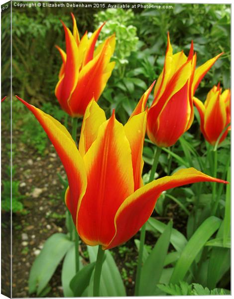  Flyaway Tulips at Chenies Manor Garden Canvas Print by Elizabeth Debenham