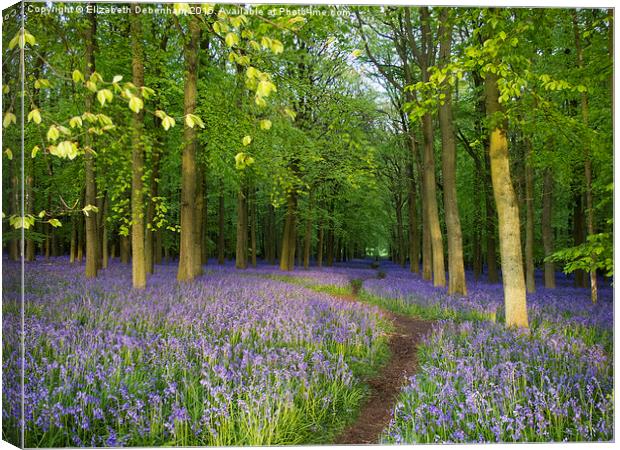  Pathway through a Wood full of Bluebells Canvas Print by Elizabeth Debenham