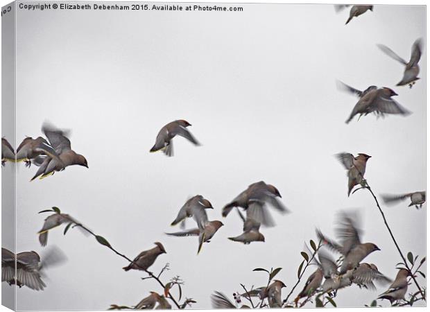  Waxwing Flock on the Move Canvas Print by Elizabeth Debenham