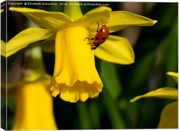 7 spot Ladybird on Daffodil "Tete a tete". Canvas Print by Elizabeth Debenham