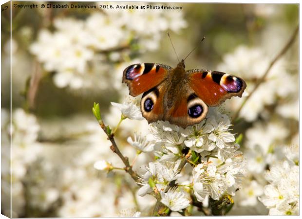 Blackthorn Blossom with Peacock Butterfly Canvas Print by Elizabeth Debenham