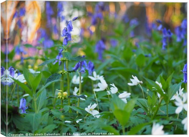  Bluebells and Wood Anemones in April. Canvas Print by Elizabeth Debenham