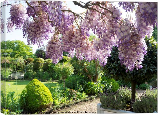 Wisteria Sinensis 'Amethyst' at chenies Canvas Print by Elizabeth Debenham