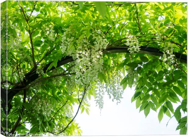 June canopy of wisteria sinensis 'Alba' at Chenies Canvas Print by Elizabeth Debenham