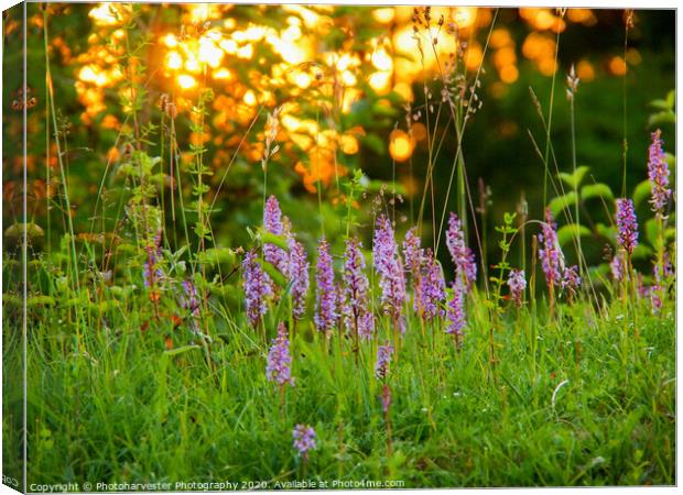 Wild Fragrant Orchids backlit with sunset through  Canvas Print by Elizabeth Debenham