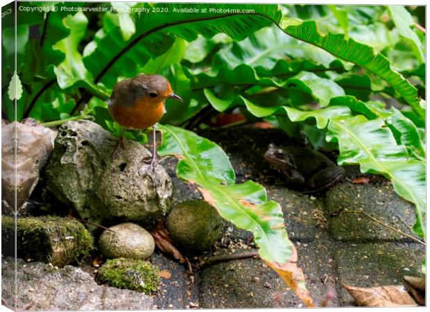 Robin and Frog together. Canvas Print by Elizabeth Debenham