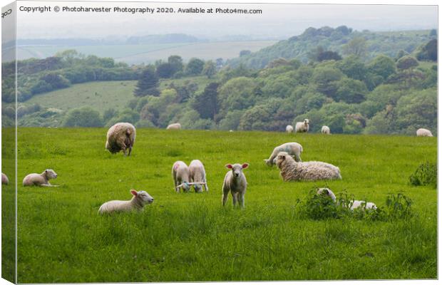 Curious Lamb at Swyncombe, Oxon Canvas Print by Elizabeth Debenham