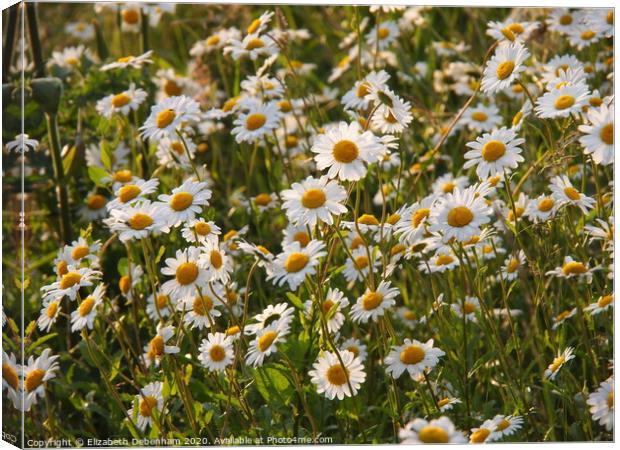 A bank of Ox-eye Daisies in a country lane. Canvas Print by Elizabeth Debenham