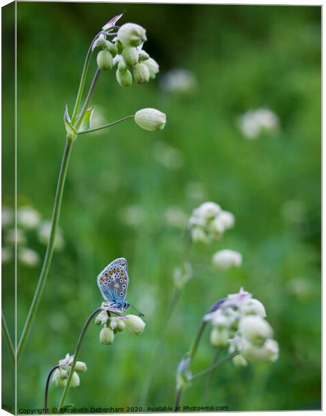 Common Blue Butterfly Roosting in Wildflowers Canvas Print by Elizabeth Debenham