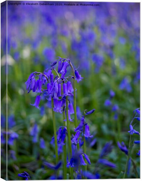 Bluebells Canvas Print by Elizabeth Debenham