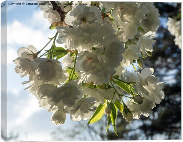 White Flowering Cherry Blossom Canvas Print by Elizabeth Debenham