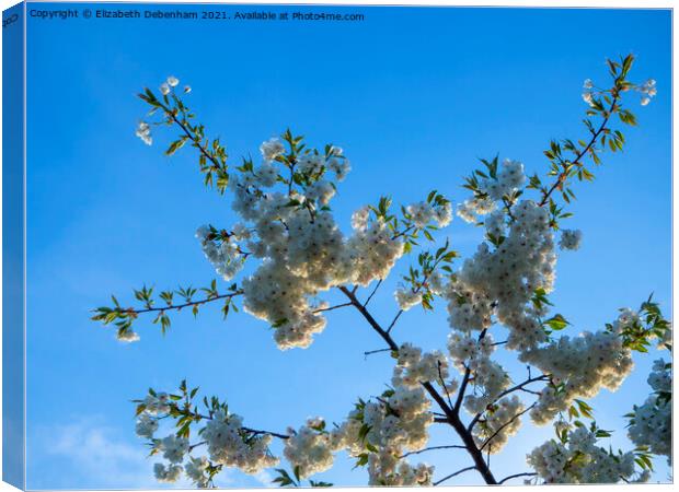 Beautiful white flowering cherry blossom Canvas Print by Elizabeth Debenham