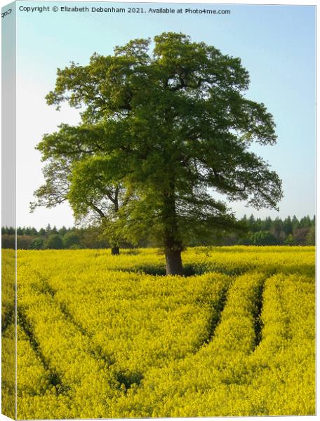 Oak trees in a Yellow Rapeseed Field Canvas Print by Elizabeth Debenham