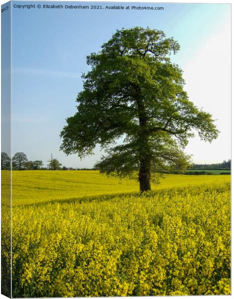 Oak trees in a field of Yellow Rapeseed Flowers Canvas Print by Elizabeth Debenham