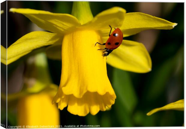 7 Spot Ladybird on Daffodil Canvas Print by Elizabeth Debenham