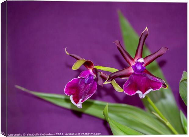 Zygopetalum Orchid Canvas Print by Elizabeth Debenham