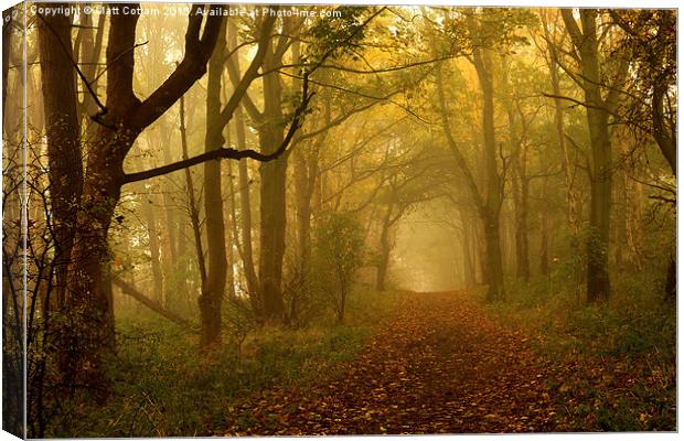  Misty Autumn Woods Canvas Print by Matt Cottam