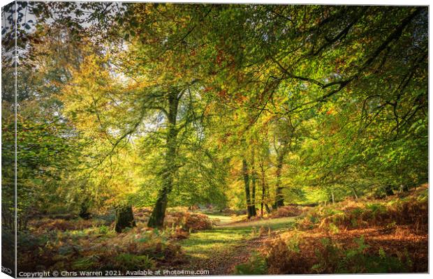 Woodland walk in the New Forest Hampshire England Canvas Print by Chris Warren