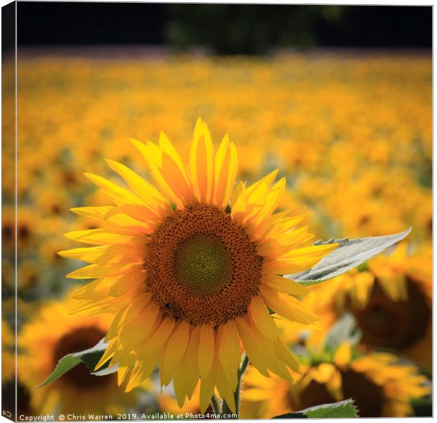 A field of sunflowers Canvas Print by Chris Warren