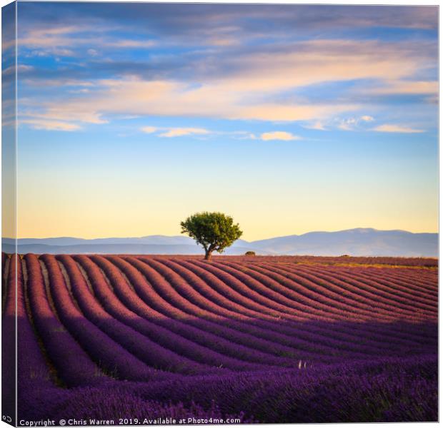 Lavender fields in the early morning France Canvas Print by Chris Warren