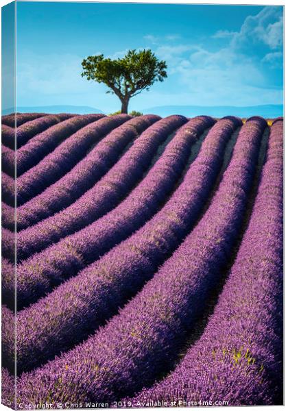 Lavender fields Valensole France Canvas Print by Chris Warren
