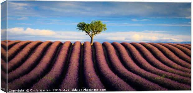 Lavender fields Valensole Plateau Provence France Canvas Print by Chris Warren