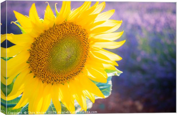 Sunlight catching A sunflower France Canvas Print by Chris Warren