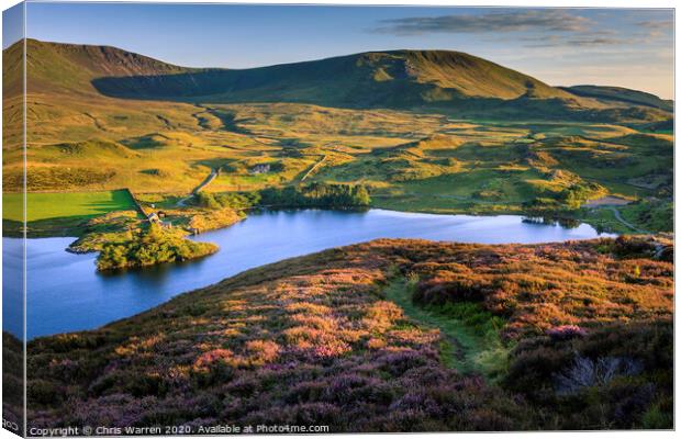 Heather at Llynnau Cregennen Canvas Print by Chris Warren