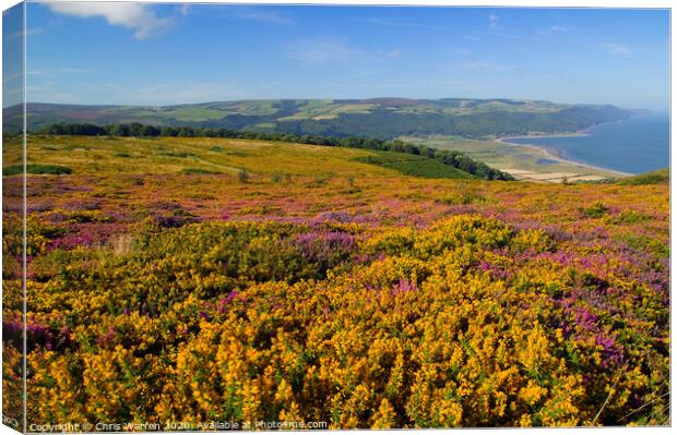 Heather on Exmoor Canvas Print by Chris Warren