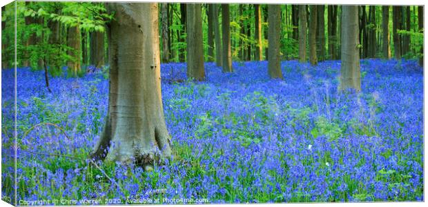 Bluebells in West Wood Wiltshire  Canvas Print by Chris Warren