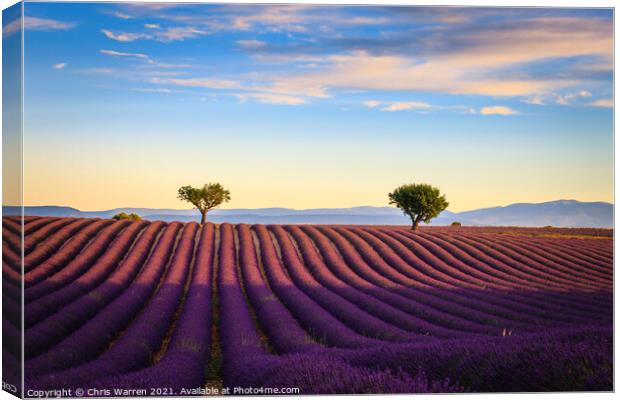 Lavender fields in the early morning Valensole Pla Canvas Print by Chris Warren