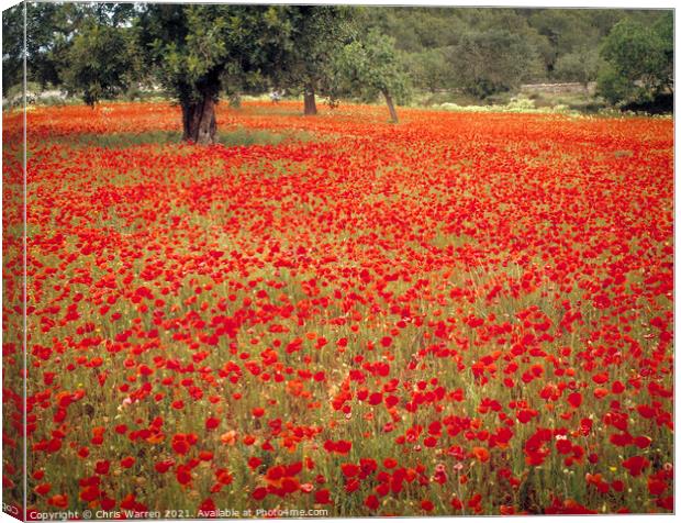 Field of Poppies spring flowers Majorca Spain Canvas Print by Chris Warren