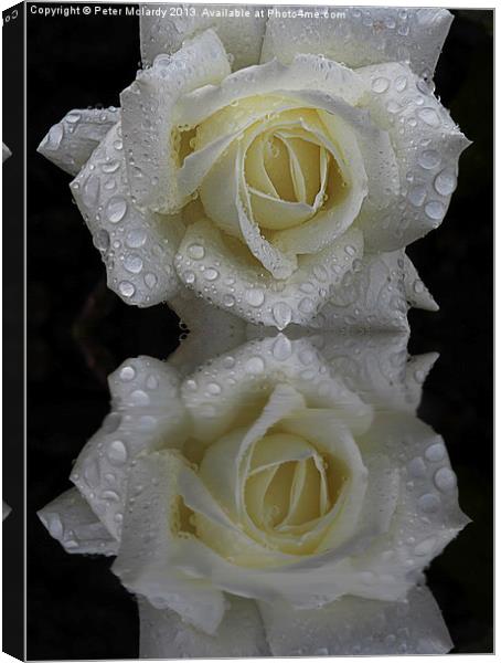 White  Rose  Reflections Canvas Print by Peter Mclardy
