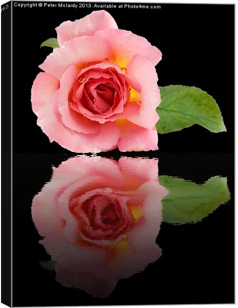 Pink Reflections Canvas Print by Peter Mclardy