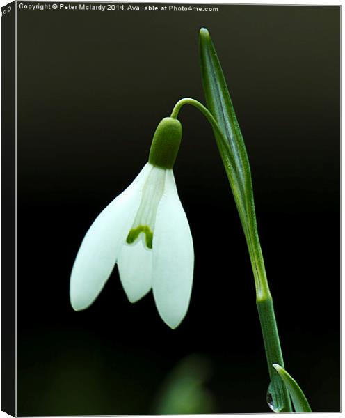 Lonesome snowdrop Canvas Print by Peter Mclardy