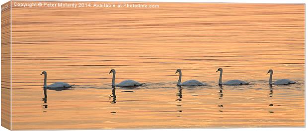   Gracefully Swaning Around  Canvas Print by Peter Mclardy