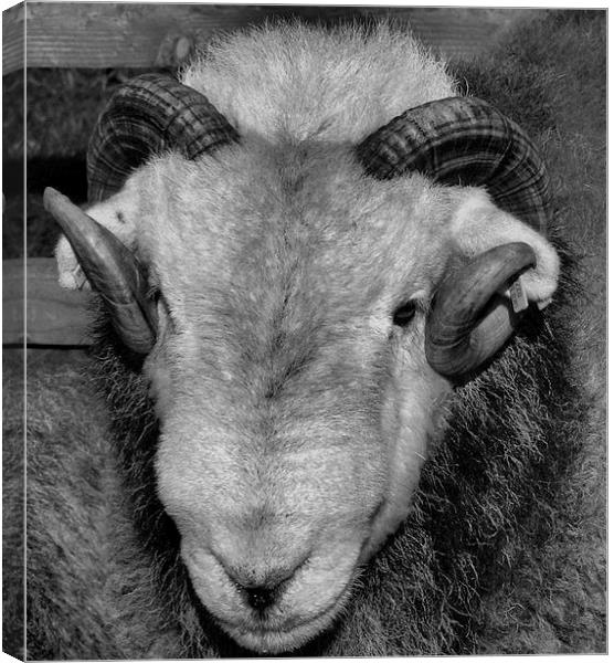 Herdwick Sheep from Cumbria Canvas Print by Chris Himsworth