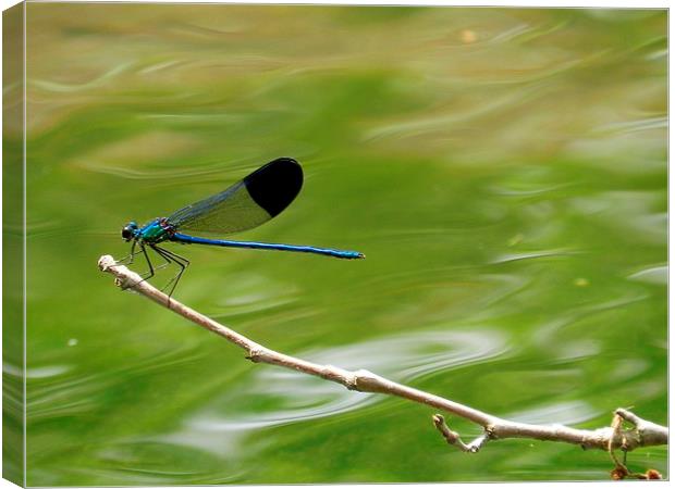 Blue dragonfly Canvas Print by Sapir Porat