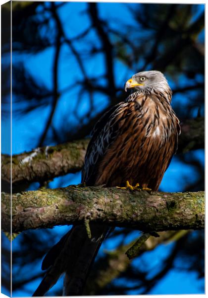 red kite in the sun Canvas Print by Andrew chittock