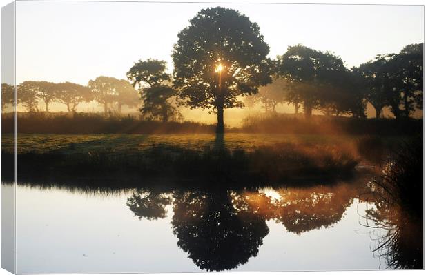 Oak tree in the mist Canvas Print by Andrew chittock