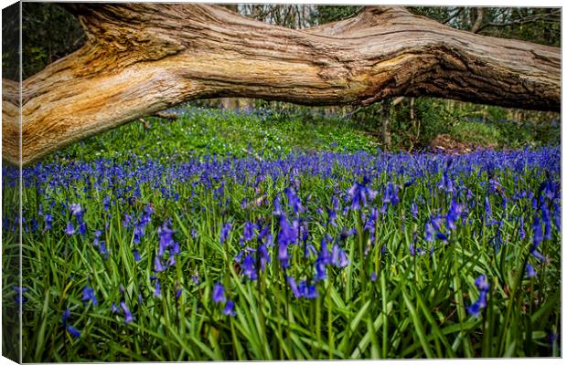 blue bells, Canvas Print by Andrew chittock