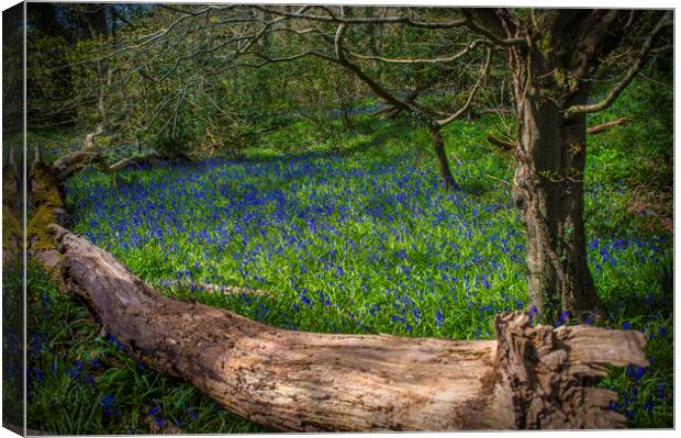 blue ball wood Canvas Print by Andrew chittock