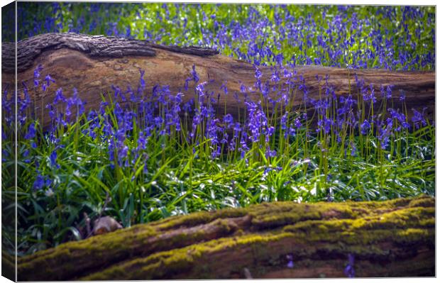 blue bells. Canvas Print by Andrew chittock
