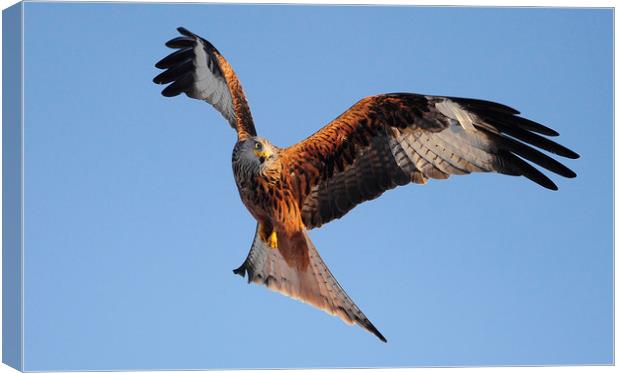 red Kites. Canvas Print by Andrew chittock