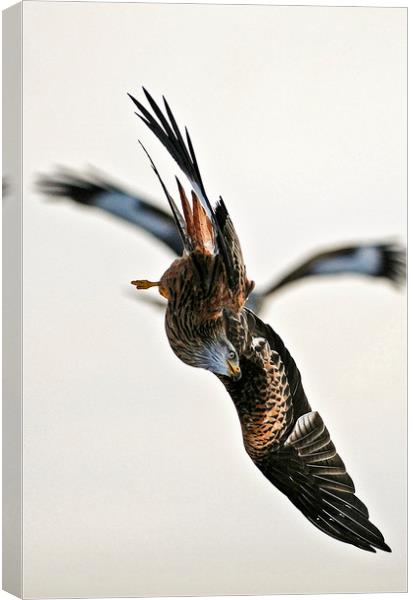 red Kites. Canvas Print by Andrew chittock