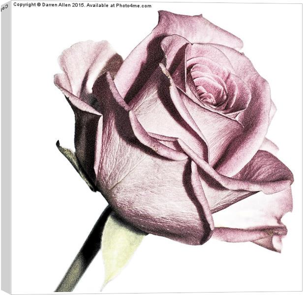  Pink Rose Canvas Print by Darren Allen