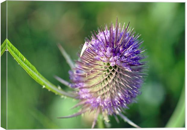 Purple Thistle Canvas Print by Maria Carter